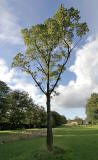 Beech Tree  -  19 September 2012
