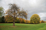 Inch Park  -  Trees in Autumn  -   October 2005