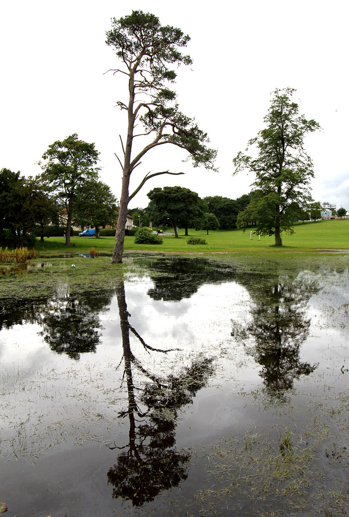 Scots Pine Tree in the middle of the flooded area at Inch Park