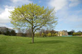 Sycamore Tree near the SW corner of Inch Park