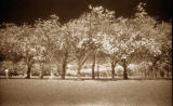 The Meadows  -  Cherry Blossom  -  May 2008  -   Infra-red Photograph