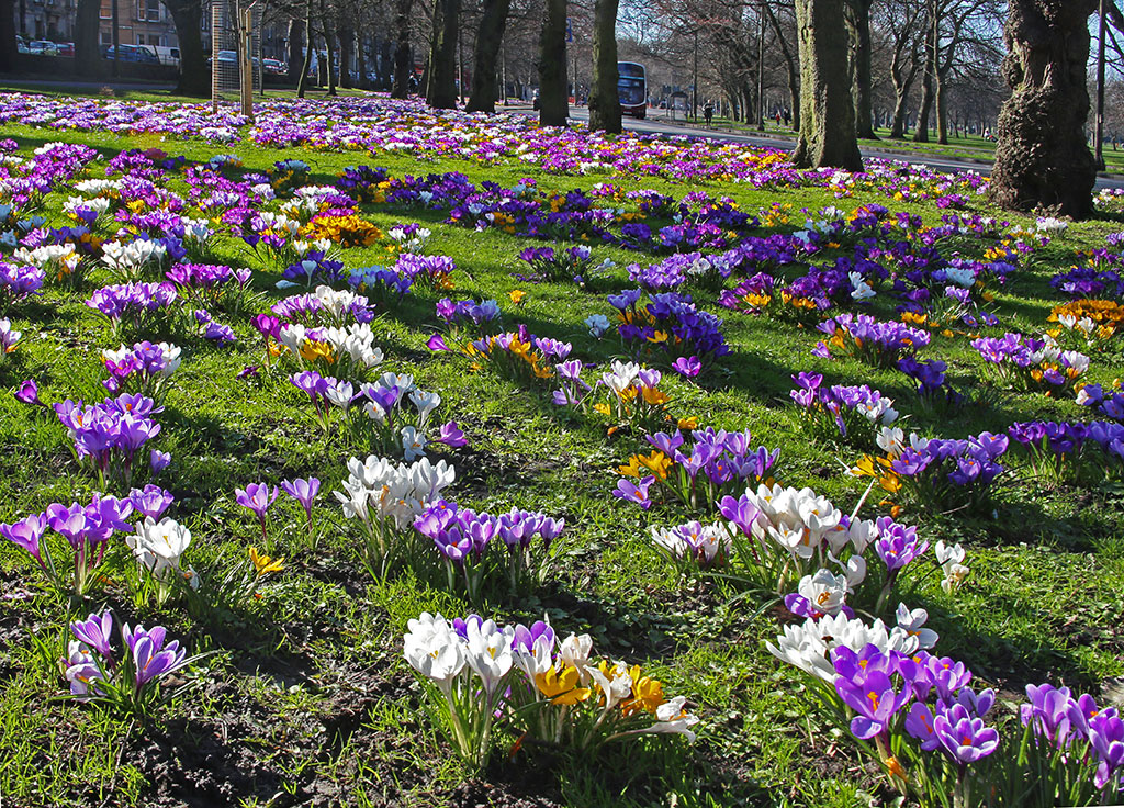 Crocuses at the Eastern end of Melville Drive  -  March 2014