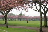 The Meadows  -  Cherry Blossom  -  May 2008