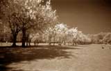 Jawbone Walk in The Meadows  -  Cherry Blossom  -  May 2008  -  Infra-red Photograph