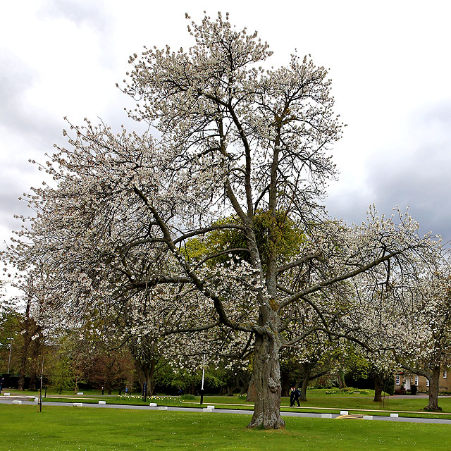 Cherry tree in the grounds of Merchiston Castle School   -  May 2013