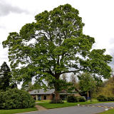 Sycamore tree in the grounds of Merchiston Castle School   -  May 2013