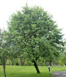 Whitebeam tree in the grounds of Merchiston Castle School   -  June 2013