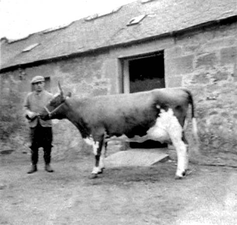 Polton Farm - Cow on the farm
