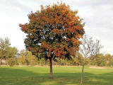 Autumn Tree on Portobello Golf Course  -  October 2007