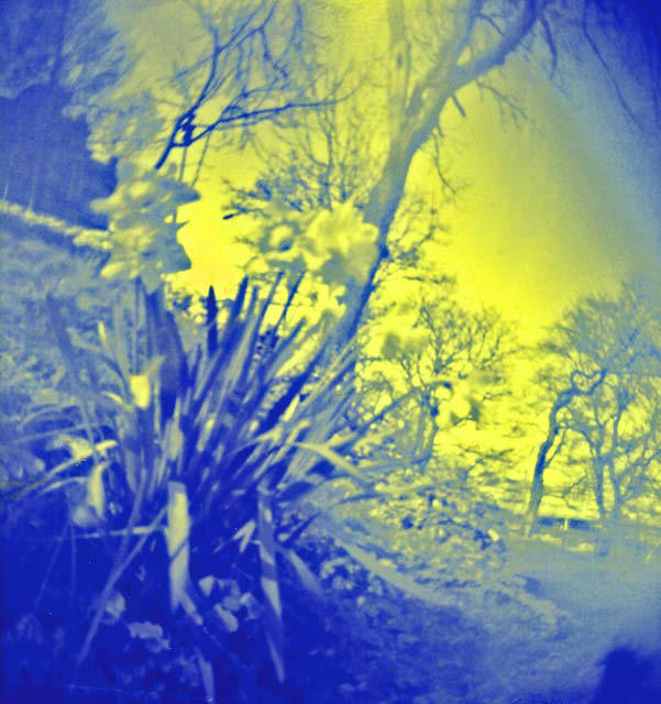 Pinhole photography in East Princes Street Gardens  -  picture derived from the negative