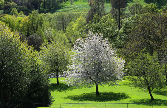 West Princes Street Gardens  -  Sprng Sunshine and Trees