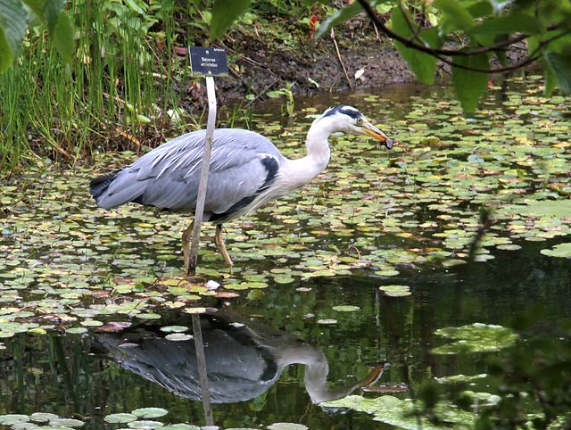 Heron on the pond beside the Chinese Pavilion in the Royal Botanic Garden, Edinburgh  -  June 2011