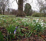 Royal Botanic Garden, Edinburgh,  Snowdrops  -  March 2013