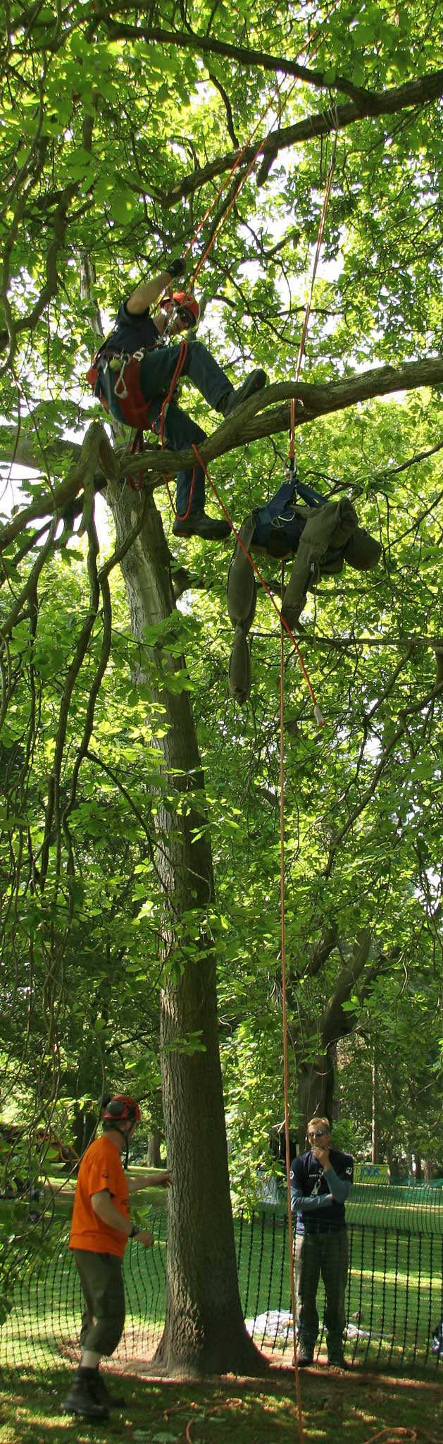 Tree Climbing Championships in the Royal Botanic Gardens  -  June 2006