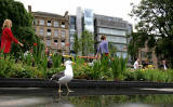 St Andrew Square Gardens and seagull  -   July 2009