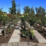 Warriston Crematorium Rose Garden