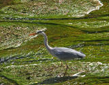 Heron on the Water of Leith at Warriston Road, Edinburgh - May 18, 2010