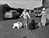 Dogs arrive at Waverley Market for the Dog Show in 1957