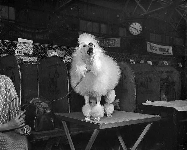 Poodle at the Dog Show at Waverley Market, 1955