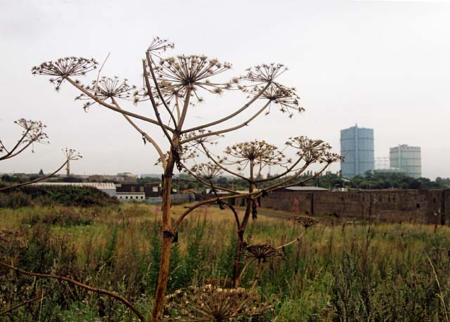 Edinburgh Waterfront  -  Giant Hogweed  -  9 September 2002