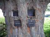 Memorial Plaques to Tom Curr and others, embedded in a tree at Lilliesleaf, near Melrose, in the Scottish Borders