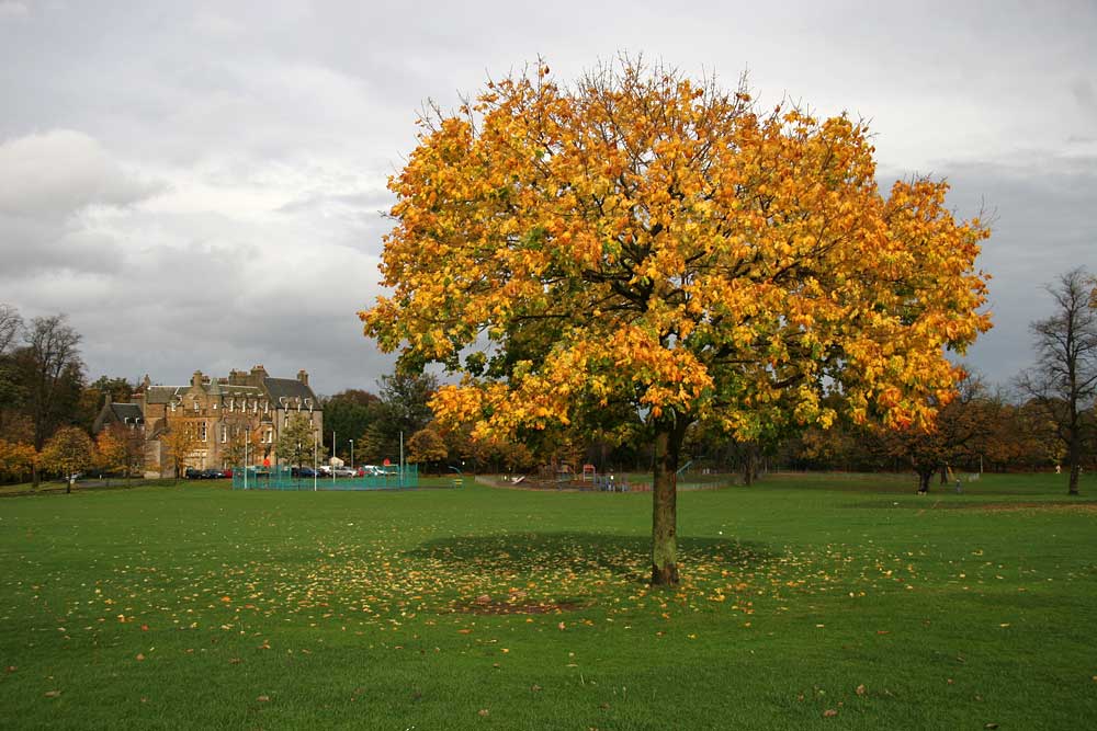 Sycamore Tree near the SW corner of Inch Park