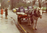 St Cuthbert's Milk Horse and Cart - Melville Drive 1976