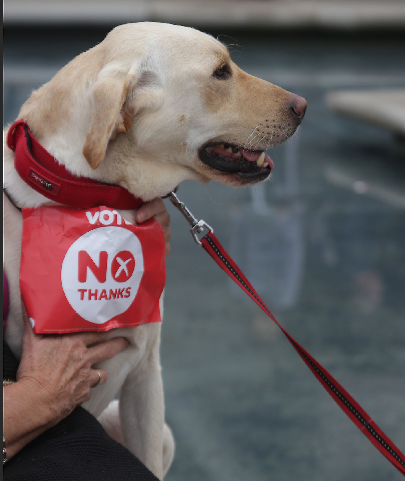 Photos taken in Edinburgh on voting day in the  Scottish Indepemdence Referendum on 18 September 2014  -  Outside the Scottish Parliament  -  A Silent 'No' Supporter