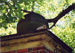 Boston  -  October 2003  -  Squirrel