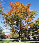 Boston  -  October 2003  -  Tree