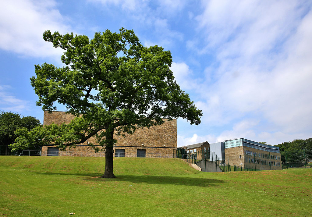 St Bede's Grammar School, Heaton, Bradford, 2013  -  Tree in the Grounds
