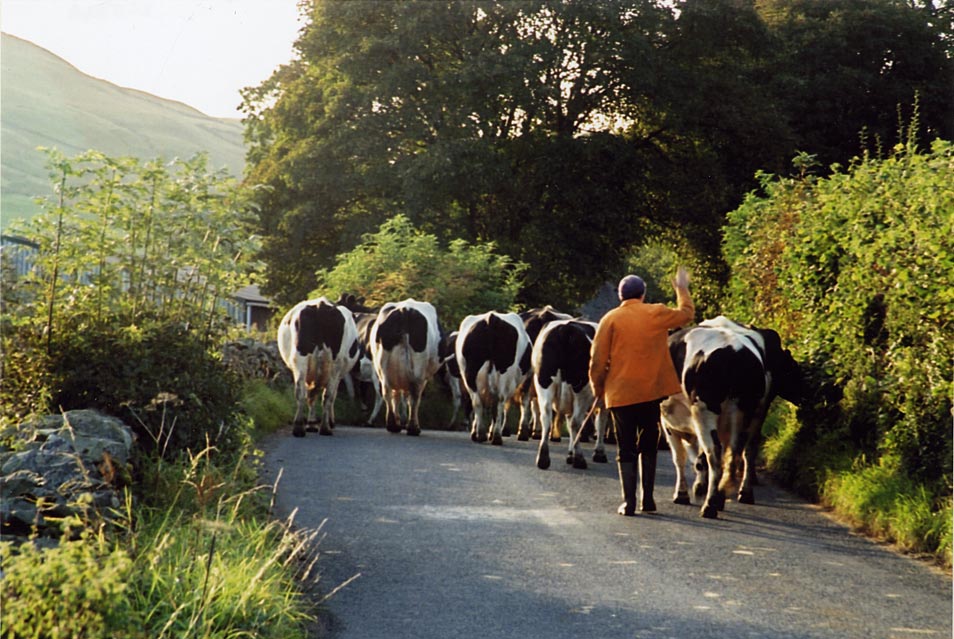 Cows in the Yorkshire Dales