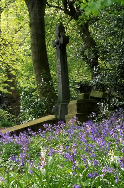 Warriston Cemetery 4  -  Gravestones and Bluebells