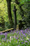 Warriston Cemetery with Bluebells  -  Photo 4