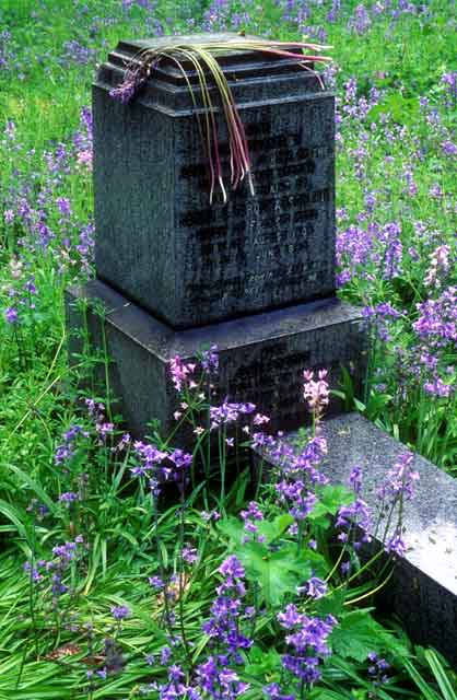Warriston Cemetery  1  -  Gravestone and Bluebells