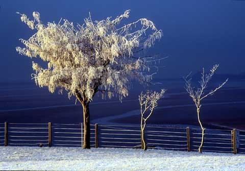 Silverknowes Trees  -  Temperature minus 20 degrees