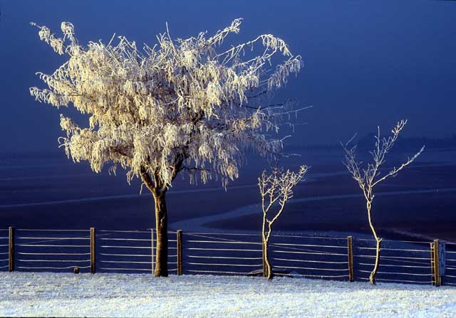 Silverknowes Trees  -  Temperature: minus 20 degrees
