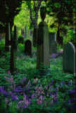 Warriston Cemetery with Bluebells  -  Photo 2