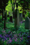 Warriston Cemetery  -  Bluebells