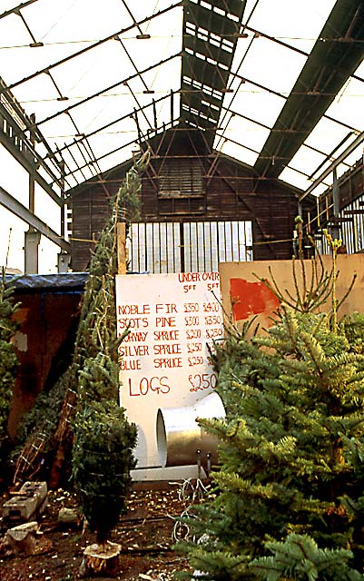 Christmas Tree Warehouse at Canonmills  -  December 1995