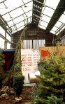 Christmas Tree Warehouse at Canonmills  -  December 1995