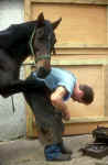 Farrier and Horse
