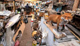 Salmon and Fox in George Jamieson's taxidermy workshop at Cramond Tower