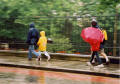 Photograph by Peter Stubbs  -  Edinburgh  -  July 2002  -  Walking down the Mound in wet weather