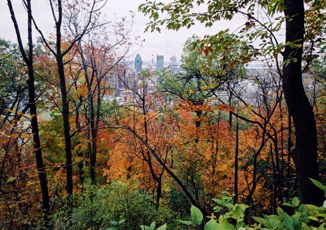 Looking towards the City from the north-eastern corner of Park Mont-Royal, Montreal  -  Photo taken 17 October 2003