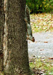 Squirrel in the Woods  -  Parc Mont-Royal, Montreal  -  Photo taken 17 October 2003