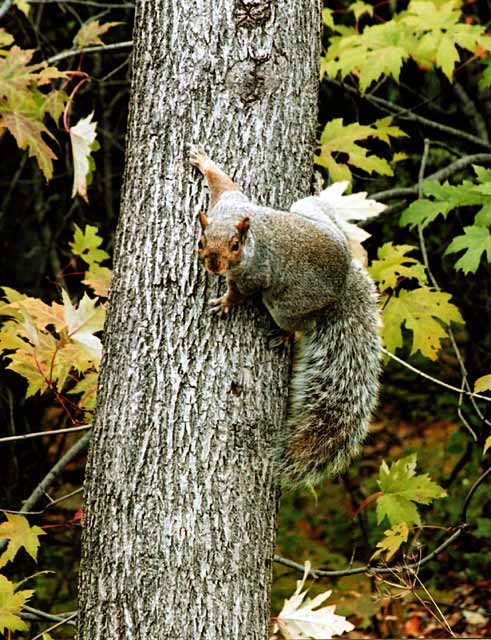 Squirrel in the Woods  -  Parc Mont-Royal, Montreal  -  17 October 2003