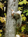 Squirrel in the Woods  -  Park Mont-Royal, Montreal  -  Photo taken 17 October 2003