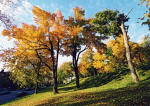 Trees near the entrance to Parc Mont-Royal, near Redpath Crescent, Montreal  -  Photo taken 15 October 2003