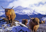 Christmas Card published by RSAIB, 'Scotland's Charity helping people who have depended on the land', featuring my photo of highland cattle near Crianlarich